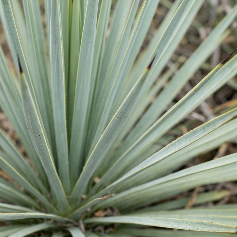 Blaue Palmlilie (Yucca rostrata), KI-Illustration