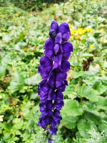 Blauer Eisenhut — Bild 1 von 8
