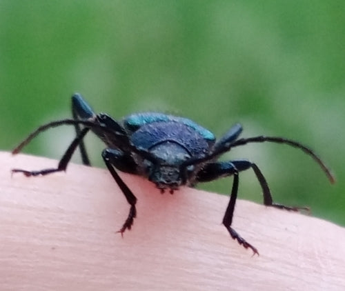 Blauer Scheibenbock — Bild 5 von 9