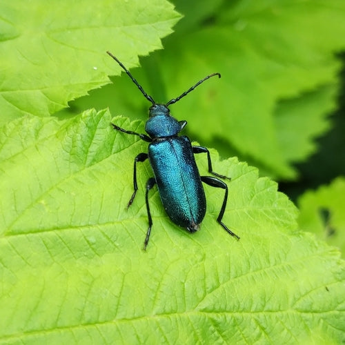 Blauer Scheibenbock — Bild 2 von 9