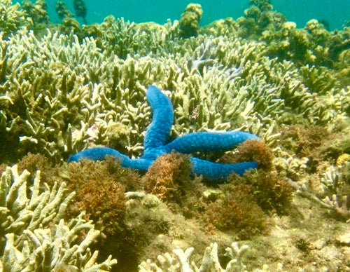 Blauer Seestern — Bild 2 von 8