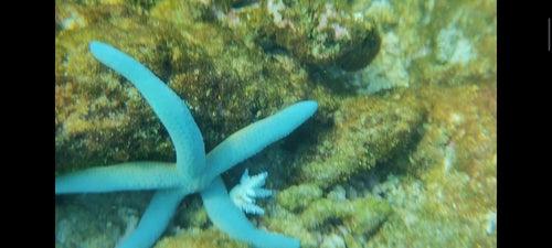 Blauer Seestern — Bild 4 von 8