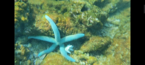 Blauer Seestern — Bild 3 von 8