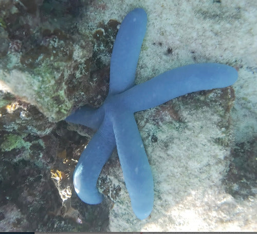 Blauer Seestern — Bild 1 von 8