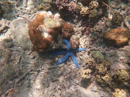 Blauer Seestern — Bild 5 von 8