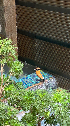 Blauflügelpitta — Bild 4 von 4