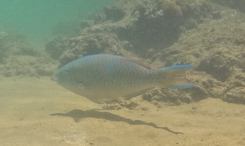 Blaugebänderter Papageifisch — Bild 4 von 8