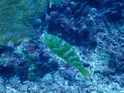 Blaugebänderter Papageifisch — Bild 5 von 8
