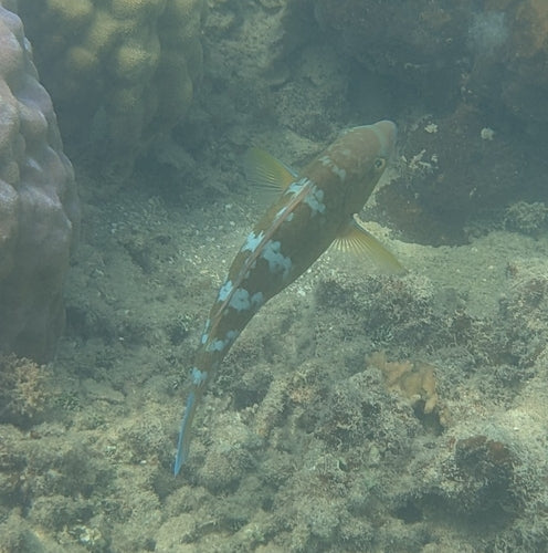 Blaugebänderter Papageifisch — Bild 1 von 8