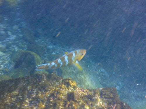 Blaugebänderter Papageifisch — Bild 2 von 8
