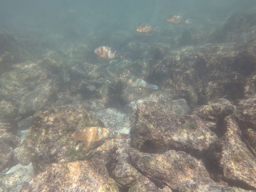 Blaugebänderter Papageifisch — Bild 3 von 8