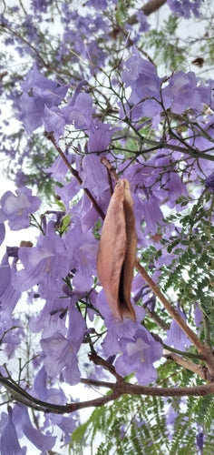 Blauglockenbaum — Bild 5 von 11