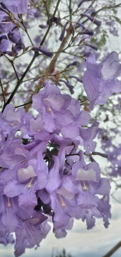 Blauglockenbaum — Bild 4 von 11