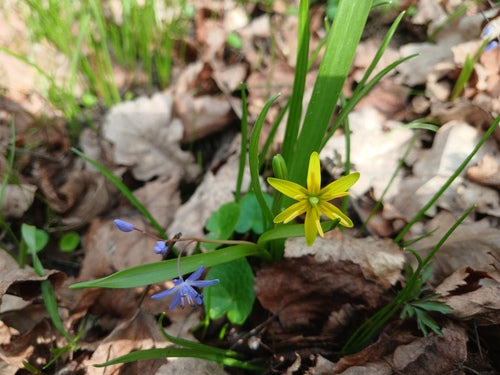 Blaustern — Bild 4 von 43