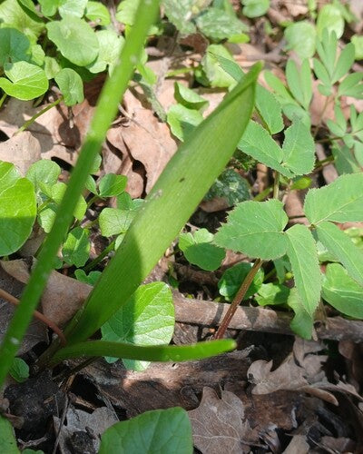 Blaustern — Bild 2 von 43