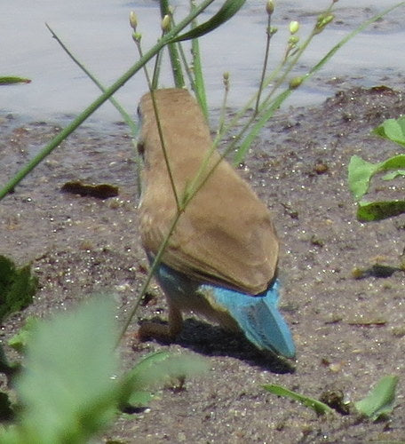 Blauwangen-Schmetterlingsfink — Bild 5 von 9
