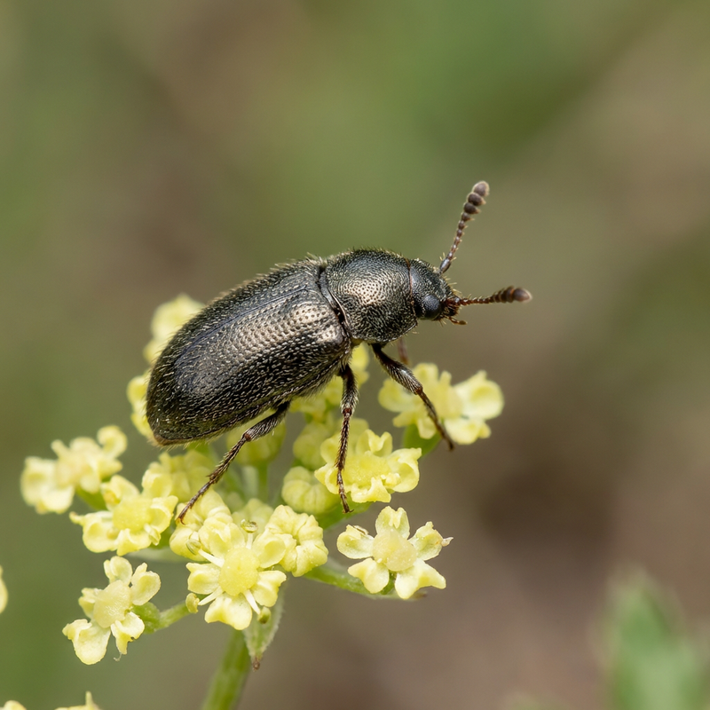 Blütenkäfer (Bibernellen bluetenkaefer), KI-Illustration