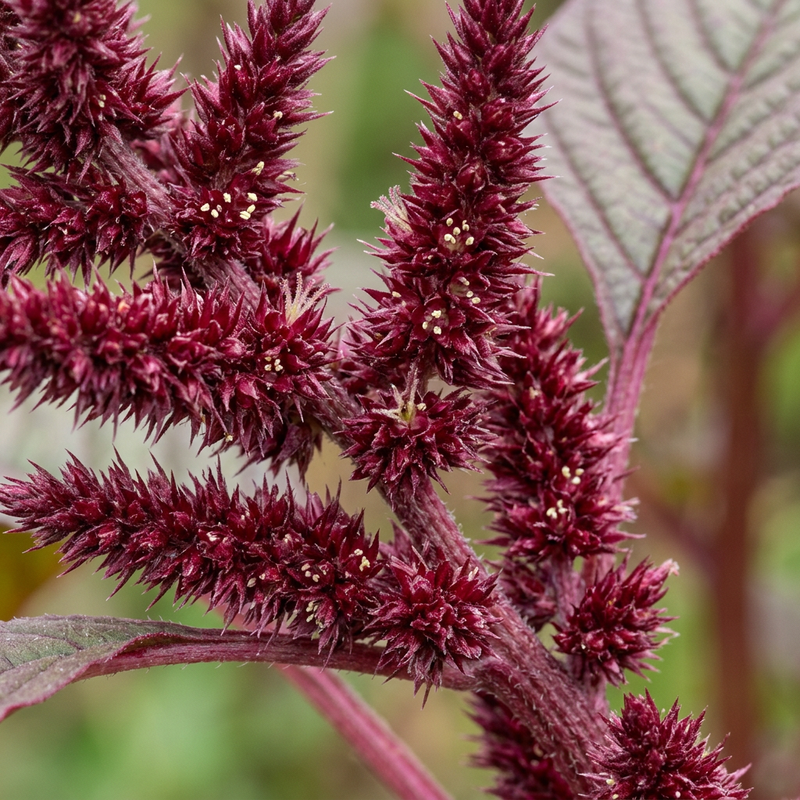 Blut-Amarant (Amaranthus cruentus), KI-Illustration