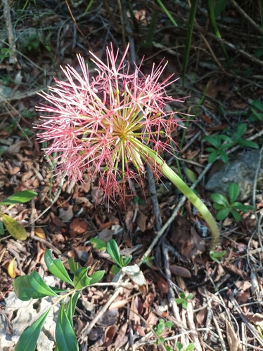 Blutblume — Bild 4 von 43