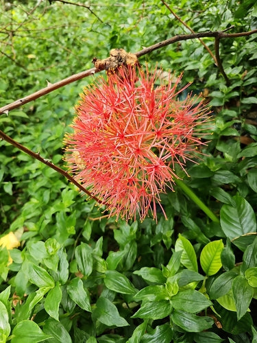 Blutblume — Bild 1 von 43