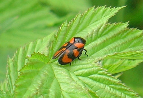 Blutrote Schaumzikade — Bild 3 von 10