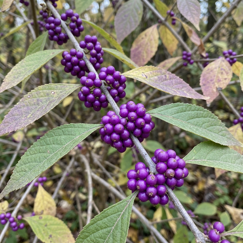 Bodinier-Liebesperlenstrauch (Callicarpa bodinieri), KI-Illustration