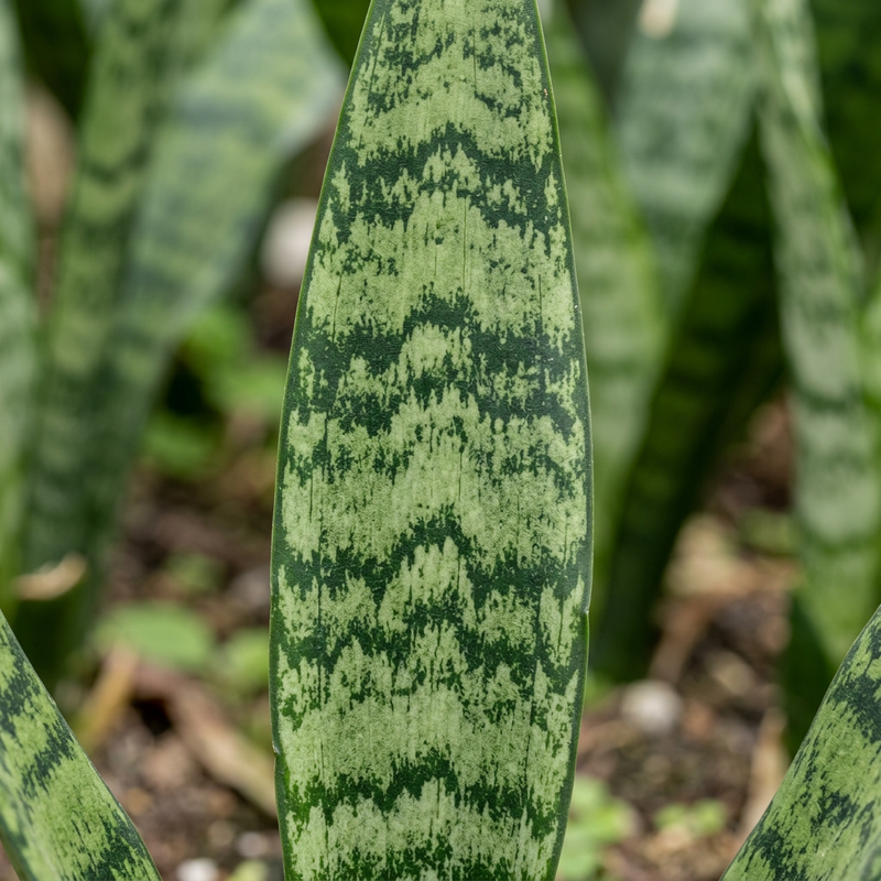 Bogenhanf (Dracaena trifasciata), KI-Illustration