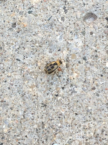 Bohnenblattkäfer — Bild 3 von 8