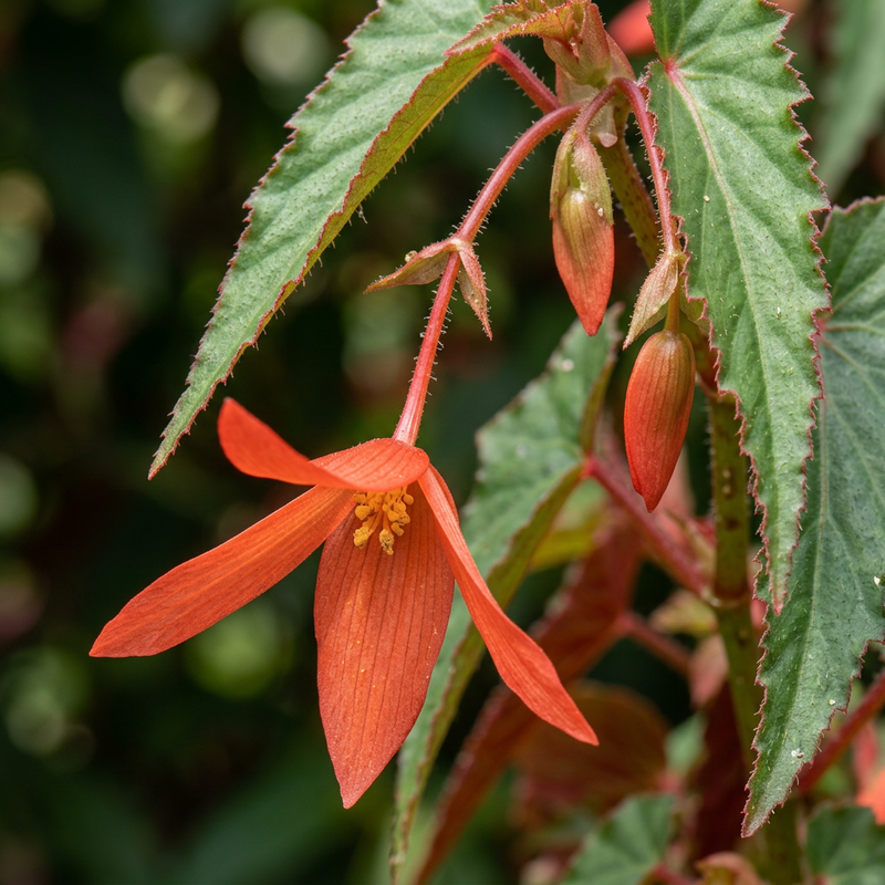 Bolivianische Begonie (Begonia boliviensis), KI-Illustration