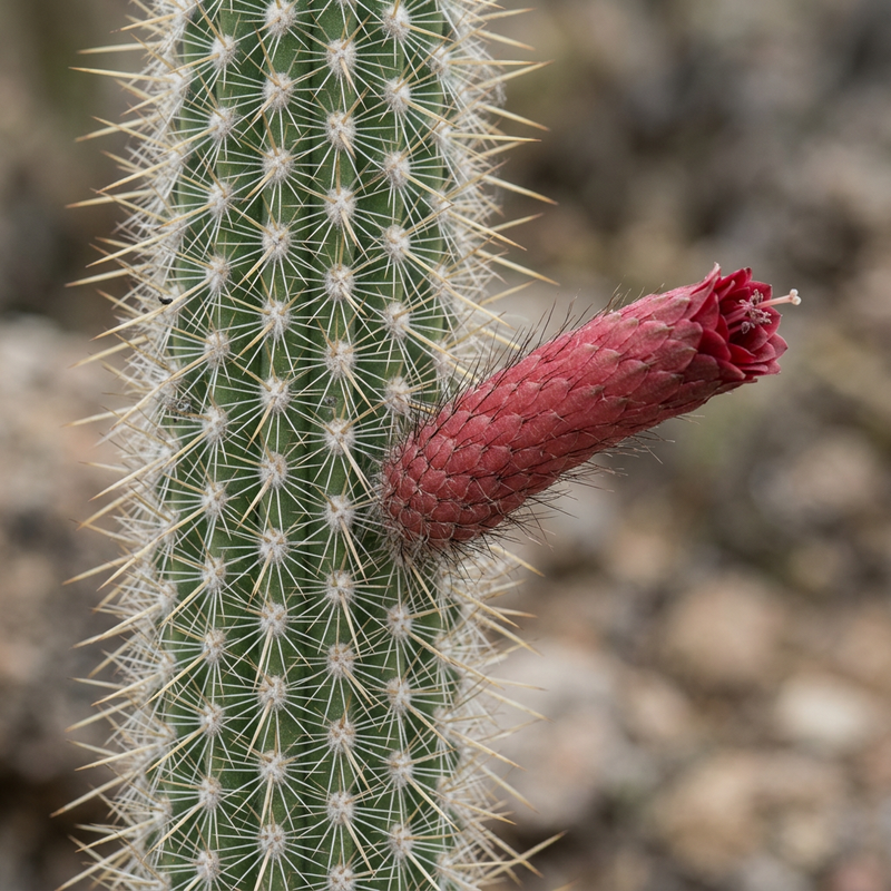 Bolivianischer Kaktus (Cleistocactus), KI-Illustration