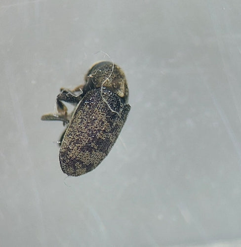 Borkenkäfer Scolytina — Bild 1 von 8