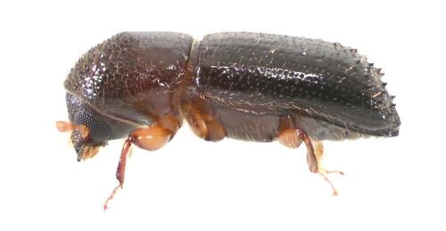 Borkenkäfer — Bild 4