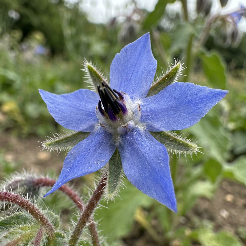 Borretsch (Borago officinalis), KI-Illustration