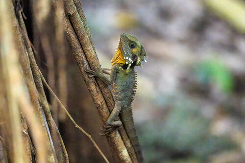Boyd-Walddrache — Bild 3 von 8