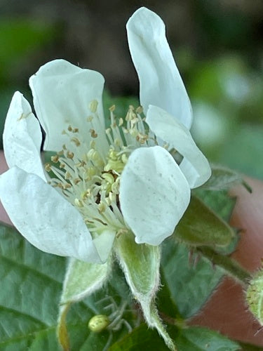 Boysenbeere — Bild 4 von 8