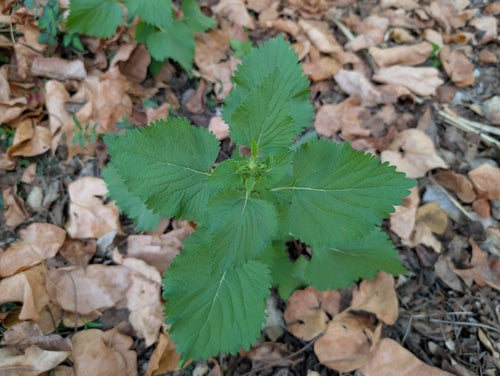 Brandkraut — Bild 4 von 11