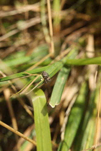 Braune Springspinne — Bild 5 von 8