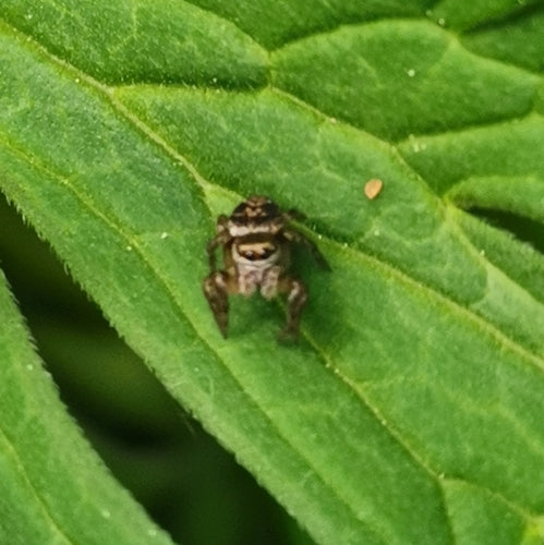 Braune Springspinne — Bild 1 von 8