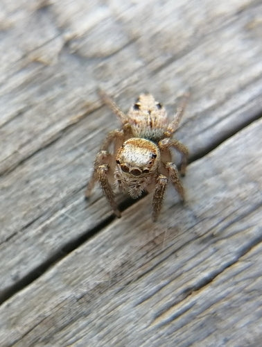Braune Springspinne — Bild 4 von 8