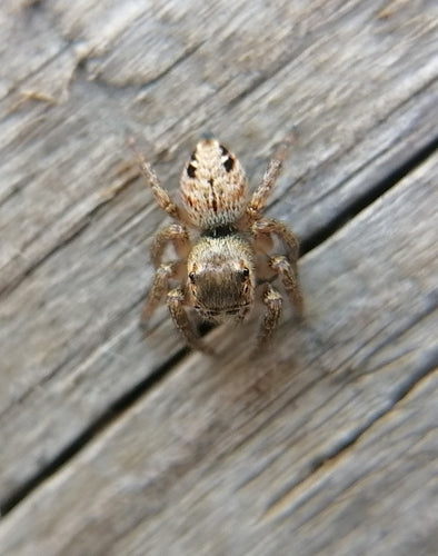 Braune Springspinne — Bild 3 von 8