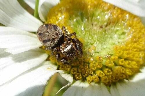 Braune Springspinne — Bild 2 von 8