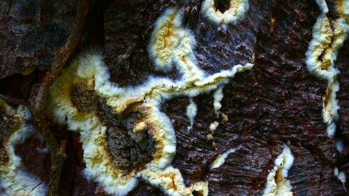 Brauner Kellerschwamm — Bild 5