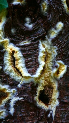 Brauner Kellerschwamm — Bild 4