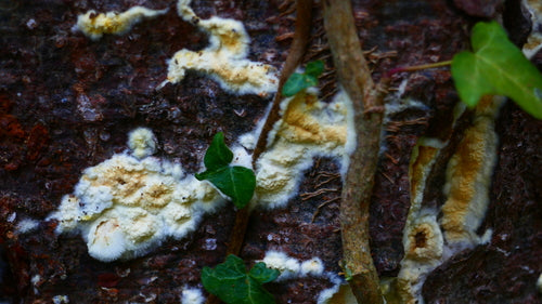 Brauner Kellerschwamm — Bild 3