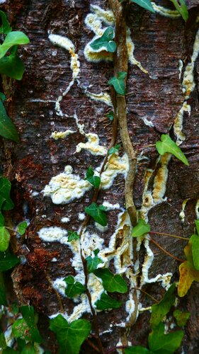 Brauner Kellerschwamm — Bild 2