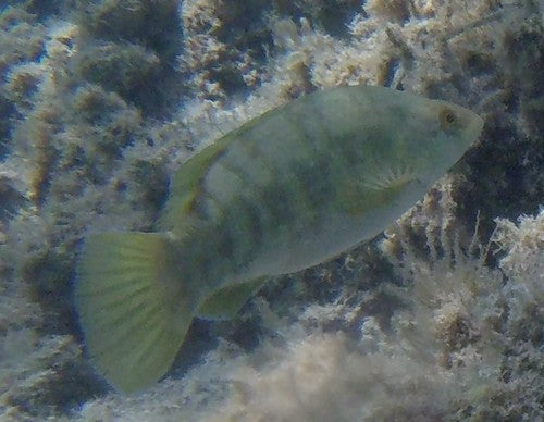 Brauner Lippfisch — Bild 3 von 9