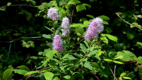 Brautspiere — Bild 4 von 11
