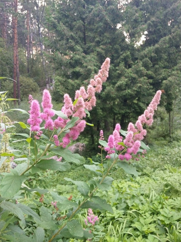 Brautspiere — Bild 5 von 11