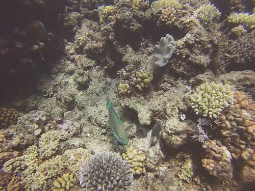 Bridled-Papageifisch — Bild 1 von 8