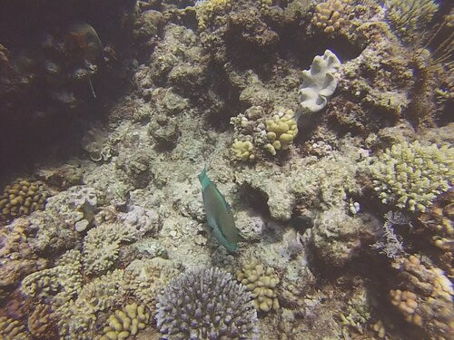 Bridled-Papageifisch — Bild 2 von 8